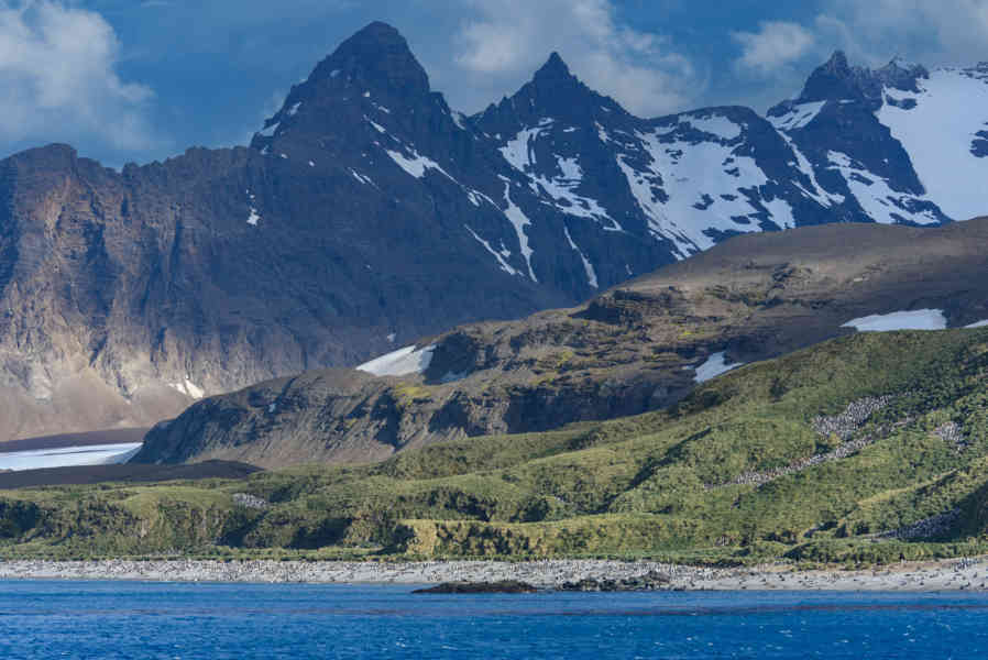 Islas Georgias del Sur 084 - pingüinera.jpg